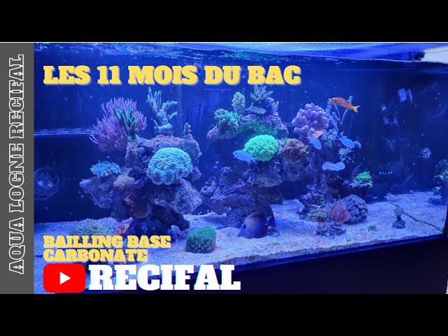 les aquariums marins et récifaux, les shallow