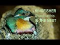 Kingfisher Alcedo atthis in the nest