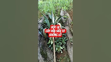 Độc lạ cây dứa siêu to, khổng lồ #nguoiyeulamvuon