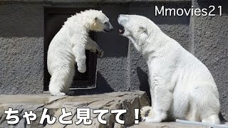 Don't sleep ,Polar Bear cub has appealed to mom まだ寝ちゃだめ !