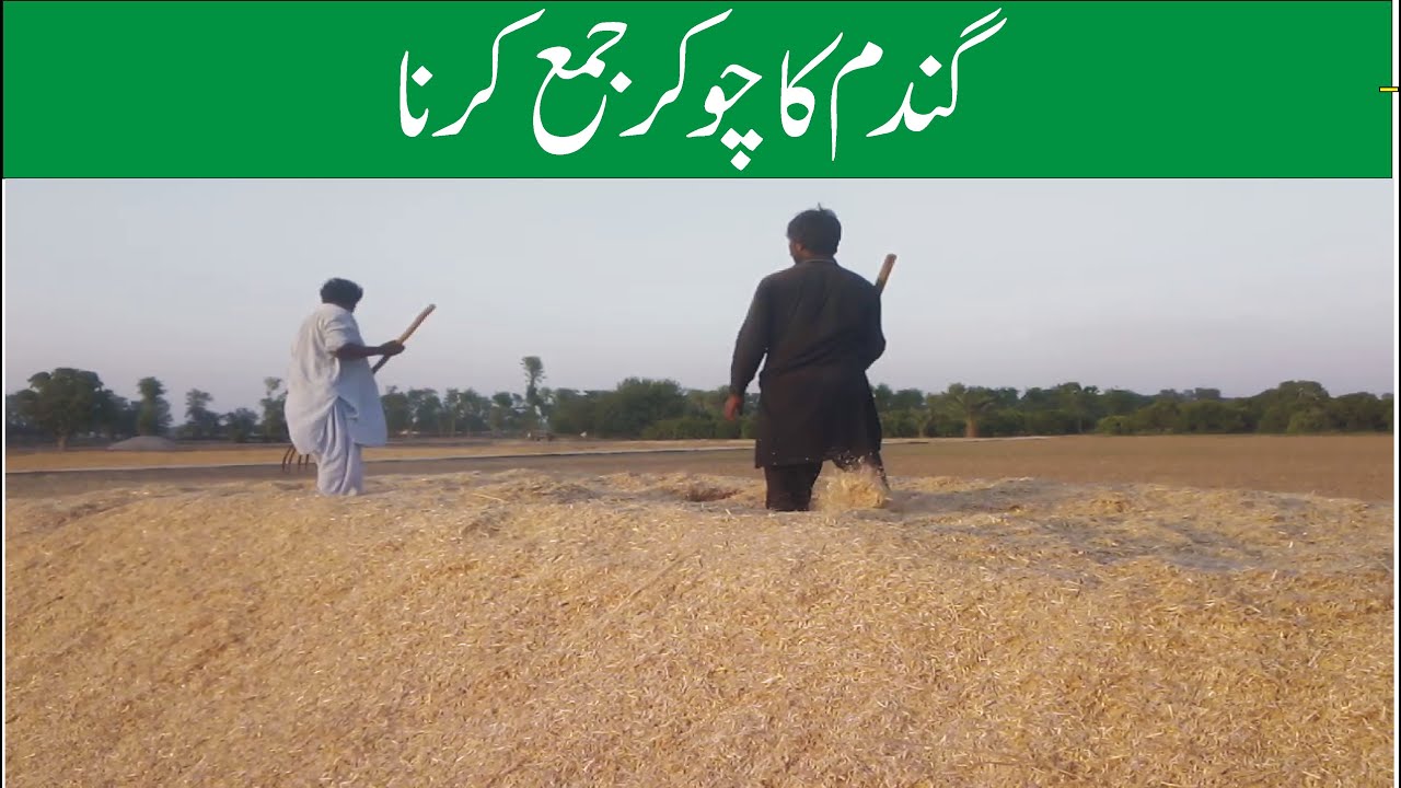 Wheat bran Collecting Activities of villagers in the fields Rural
