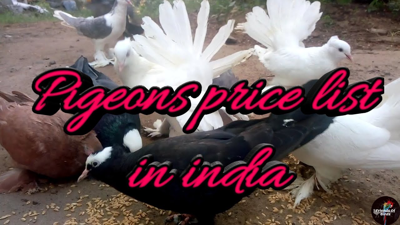 Pigeons price in india / fancy pigeons price list in india / pigeons
