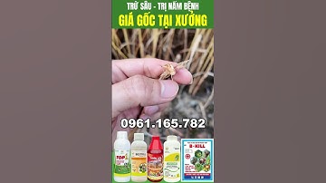 Cỏ thối tận gốc - Chỉ cần 1 lần phun #truco #nongnghiep