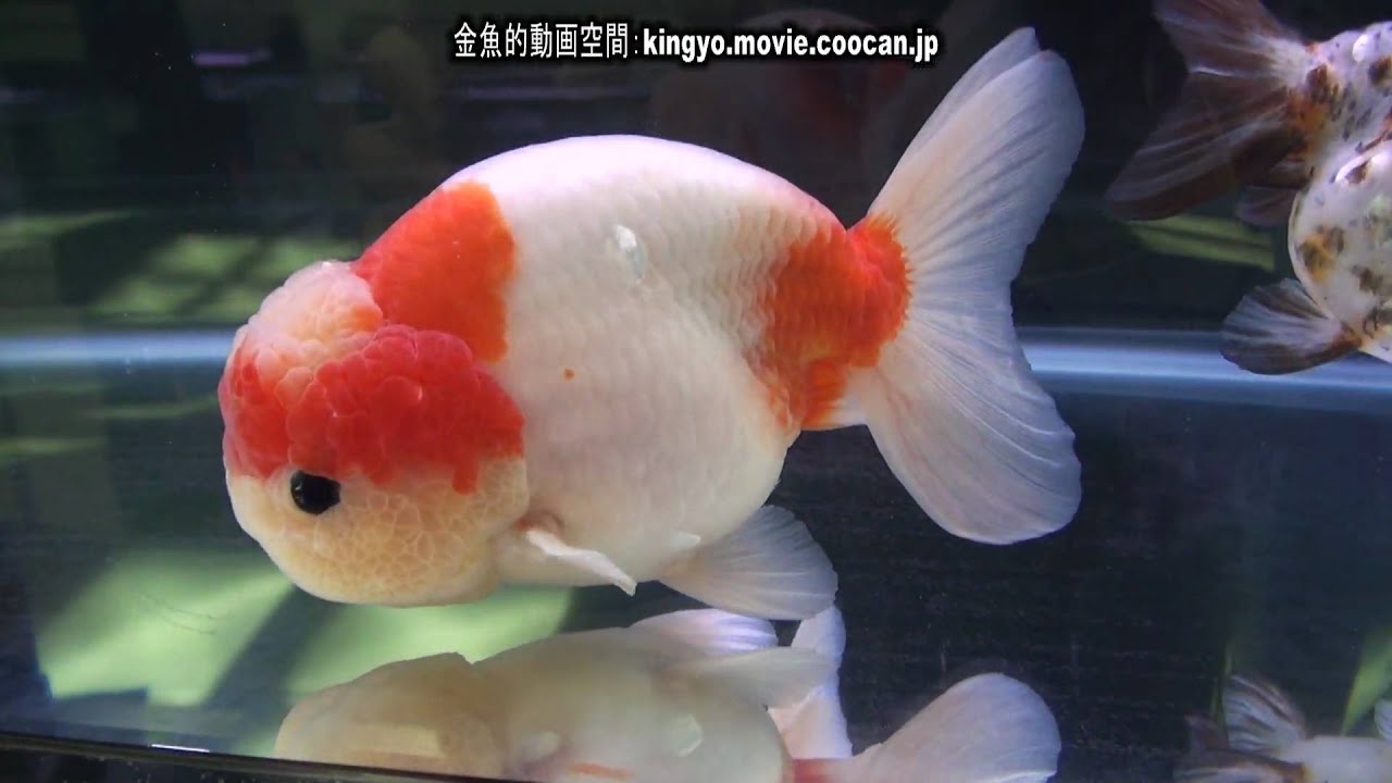 桜錦]第28回日本観賞魚フェア 親魚の部 優勝：山内 達郎氏持魚 - YouTube