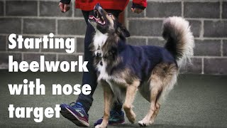 Starting up heelwork for FCI obedience with nose target