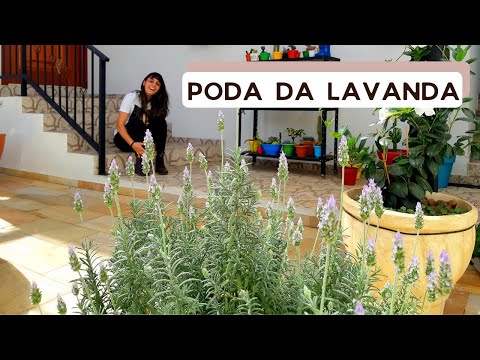 Poda da lavanda