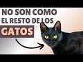 GATOS NEGROS ▶ 9 datos SORPRENDENTES ⚡