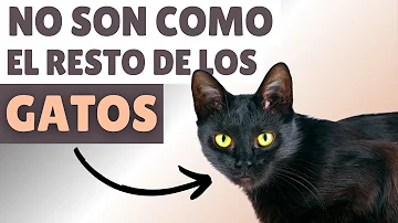 ¿Por qué los gatos negros son especiales?