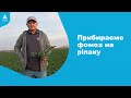 Прибираємо фомоз на ріпаку. #Агроподорож ADAMA.