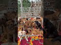 Please visit our donation link in bio to donate 300$ for buying weekly dogs food at the shelter 🍱🥘