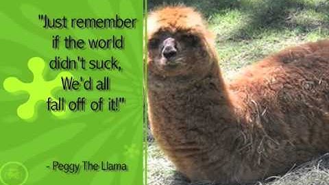 Happy Happy Llamas!