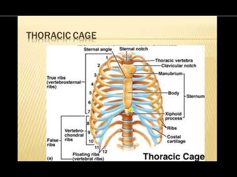 The skeleton system lect 11th - YouTube