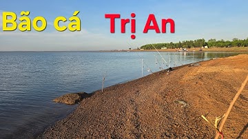 Câu  cá Hồ Trị An  Cá ăn dựt không kịp  là có thật....Bão cá .