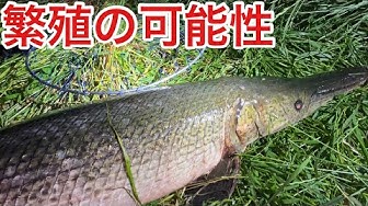 アリゲーターガー Youtube