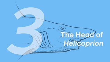 Haylee the Helicoprion 3: Head | Learn to Draw Marine Animals with ZHAO Chuang