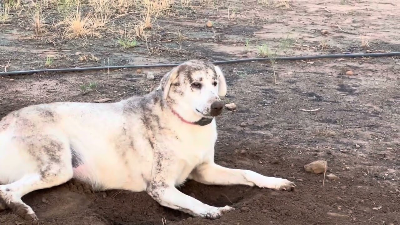 What LGD’s Do On Their Day Off