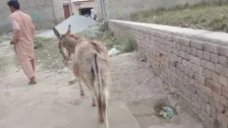 First Time Donkey Meeting Wildlife