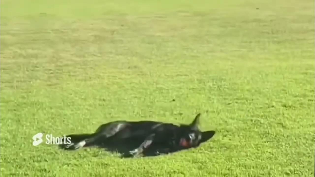 I’ve never met a dog that loves to do this trick! Steel’s famous Tuck