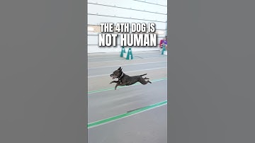 This dog is NOT human