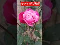 ফুলের রাণী কে? what is Symbol of love??? #rose #beautiful #symboloflove #pink #naturelovers #flowers
