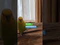 呼ばれたことに気がついて走ってくるインコ