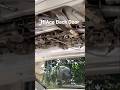 How to Remove Rear Door Cover on Toyota HiAce (Easy Tutorial) #mechaniclife #garagelife #toyotahiace