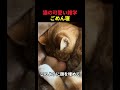 猫のごめん寝🤫暴露します🔥
