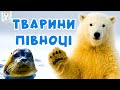Тварини півночі для дітей українською мовою Вчимо голоси тварин Арктики