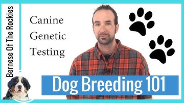 Canine Genetic Testing for Serious Dog Breeders! (Puppy & Dog Owners too!)