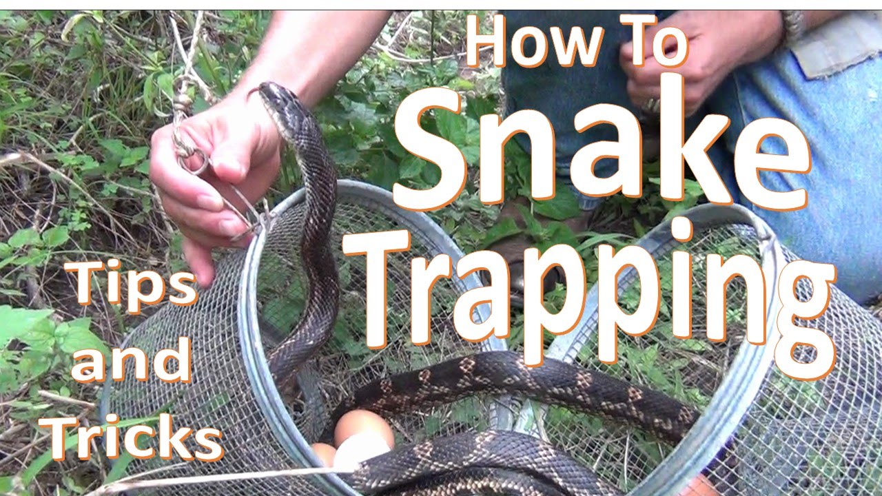 How to Trap Snakes using Minnow Traps (Dos, don'ts, and tips) 