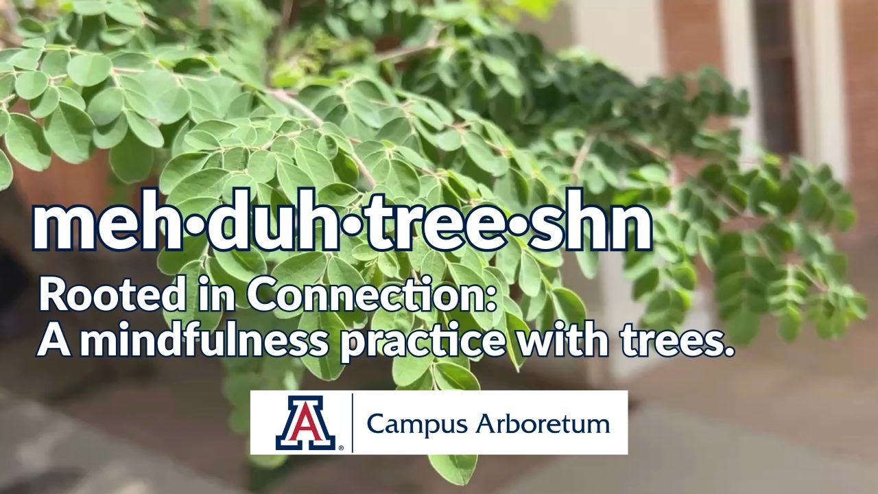 Meditreetion | A Mindfulness Practice with Trees