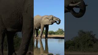 Thirsty Elephant #reels #reel #wildlife #shorts #safari #elephants