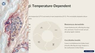Pathogenic Fungi - A Quick Review