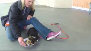 Teaching Down (Puppy Version) by FlyingColorsCanine 94 views 8 years ago 3 minutes, 10 seconds