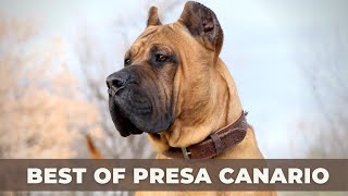 BEST OF THE PRESA CANARIO – THE SUPREME GUARD DOG
