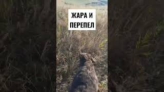 Дратхаар.Жара и минимум ветра( #pointingdog #дратхаар #huntingdog #натаскалегавых #quailhunting