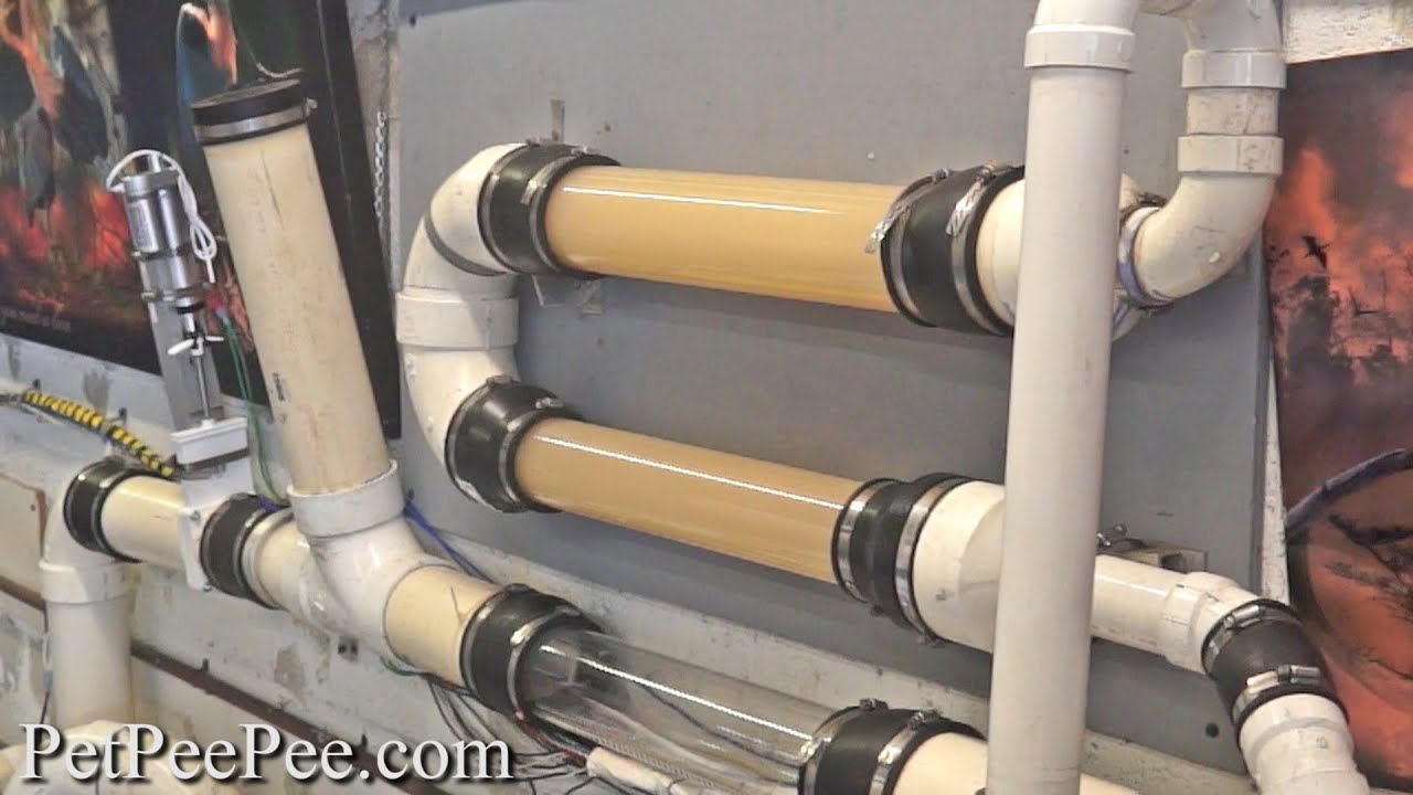 See the Pet urine That's extract from your Oriental rug