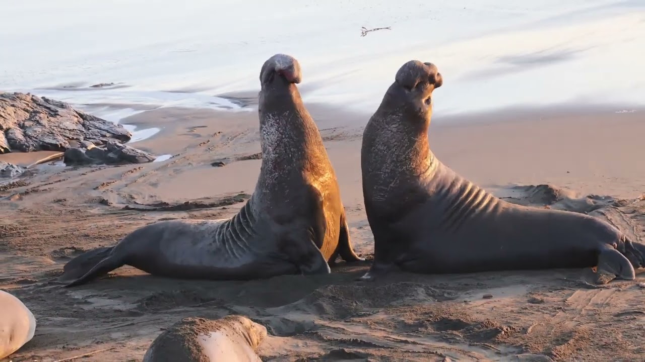 Elephant Seal Fight