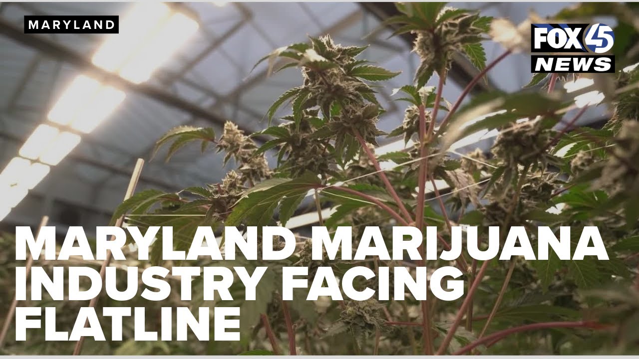 Md.'s budding weed industry faces a flatline amid loopholes, competition, and taxation