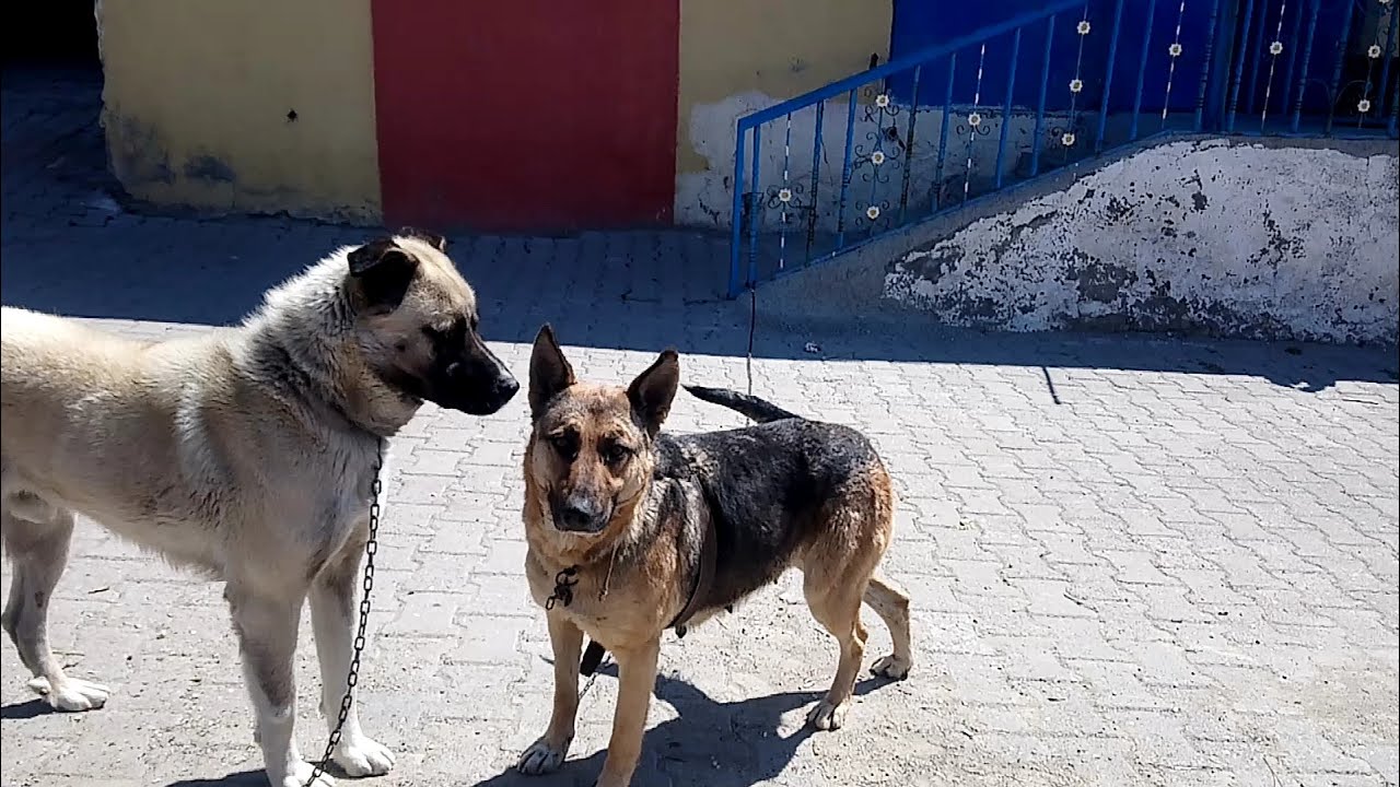 Kangal Bozo Kizan Kopekleri Deli Ibo Anadolu Coban Kopegi Ile Alman Kurdu Ciftlesmesi Youtube