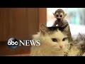 Russian cat adopts abandoned baby squirrel monkey from zoo