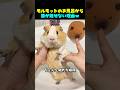 モルモットのお風呂から 目が離せない理由ｗ