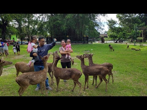 Seru Memberi Makan Rusa di Taman Balekambang Solo - Feeding Deer