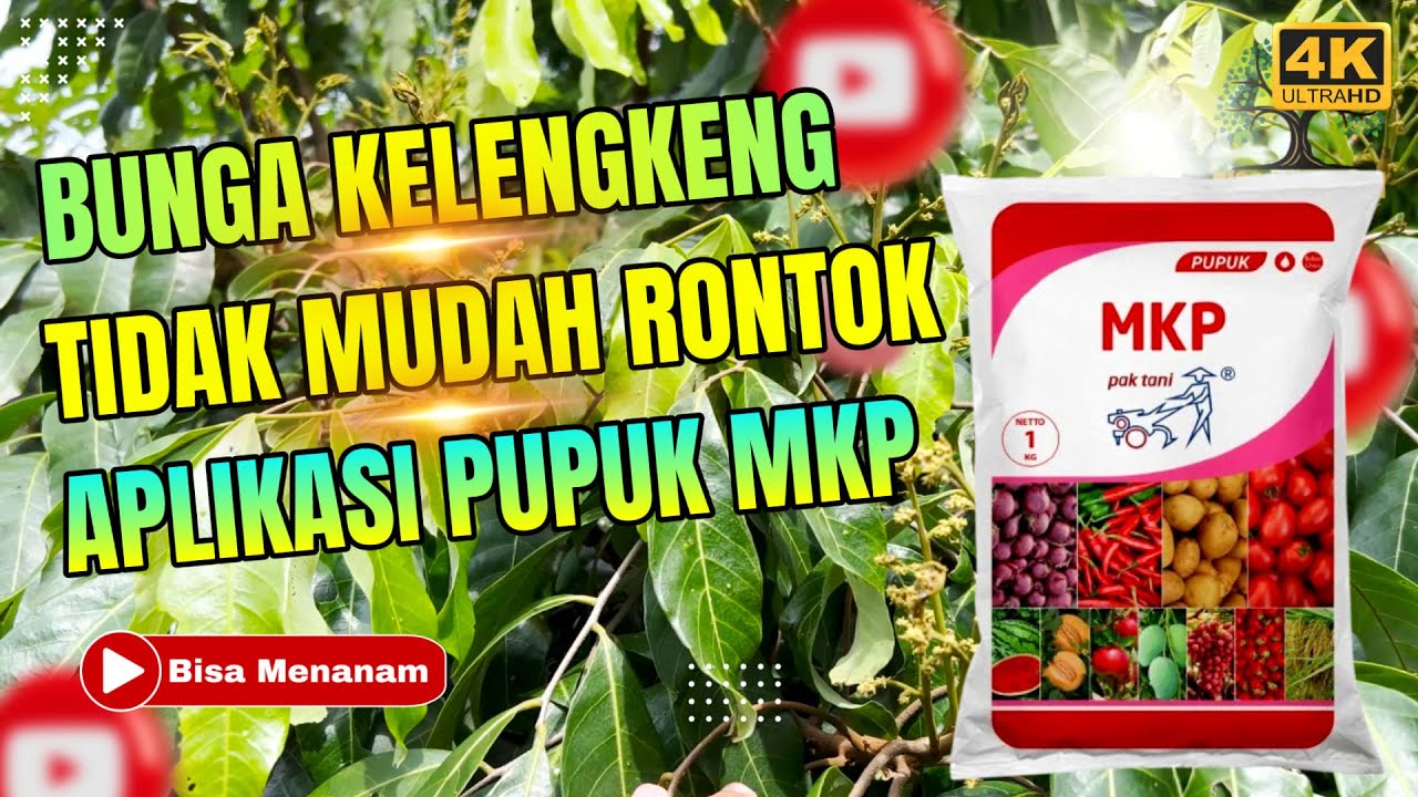 CARA MUDAH BUNGA KELENGKENG TIDAK MUDAH RONTOK | APLIKASI PUPUK MKP