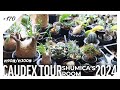 【約90種300株】夫婦で育てる塊根植物たちを紹介します。|plant tour
