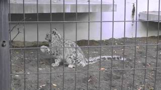 シッポ待て〜ユキヒョウの仔リアン~Snow Leopard is playing