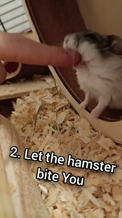 How to tame a hamster in 5 steps #cute #funny #pets #animals #hamster
