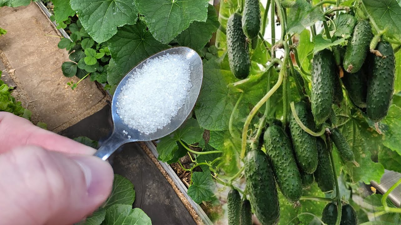 1 Ложка под Огурцы и Огурцов завались будет! Огурцы мешками собираю ...