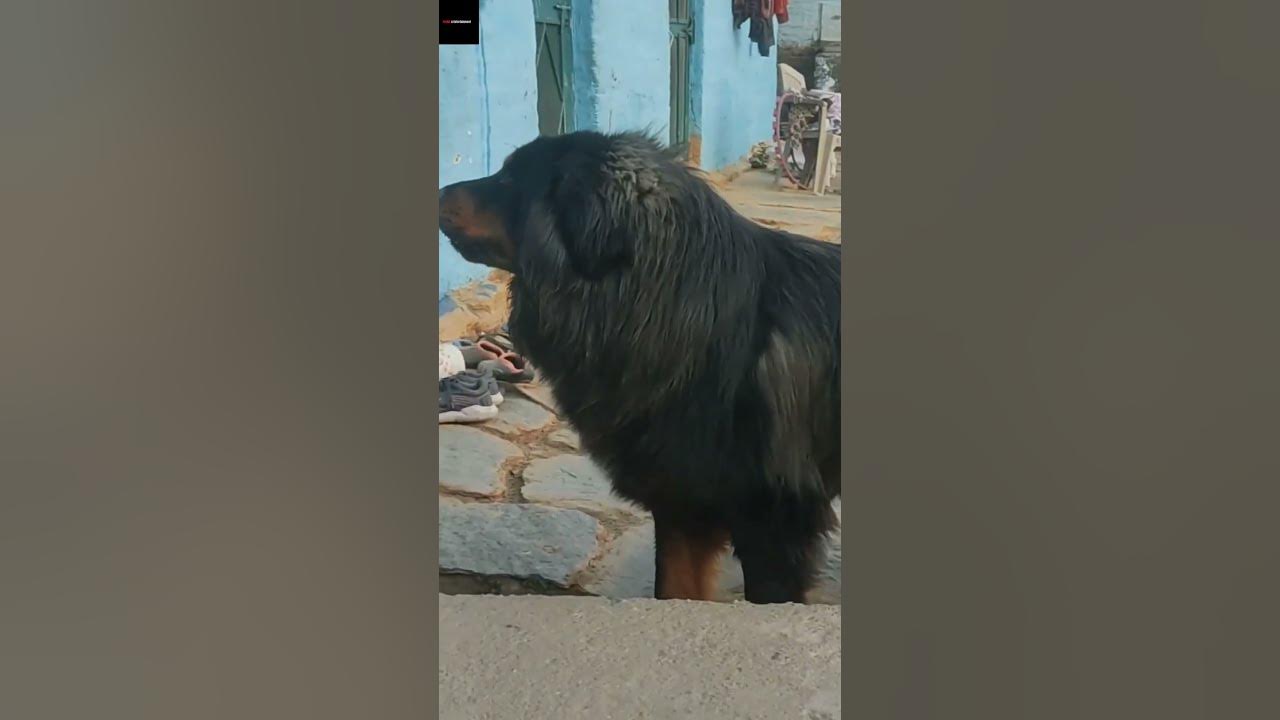 Aggressive Tibetan Mastiff 🔥💯 YouTube