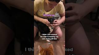 I think I just cracked the code to keep Lily calm during pill time 👀🐾 Wealth